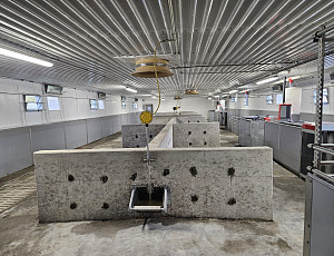 Rekonstrukce haly chovu prasat